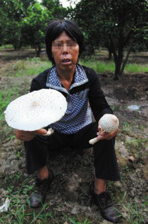 青海毒蘑菇图鉴,常见毒蘑菇图鉴福建