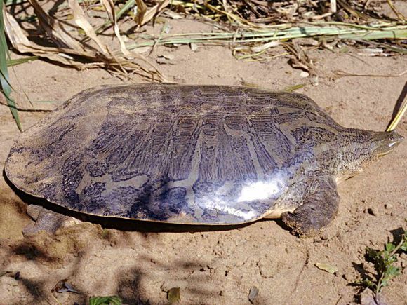 龟鳖目动物大全及图片,所有龟鳖类动物
