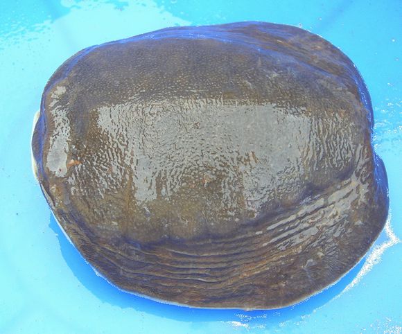 龟鳖目动物大全及图片,所有龟鳖类动物