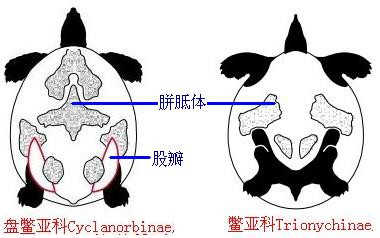 龟鳖目动物大全及图片,所有龟鳖类动物