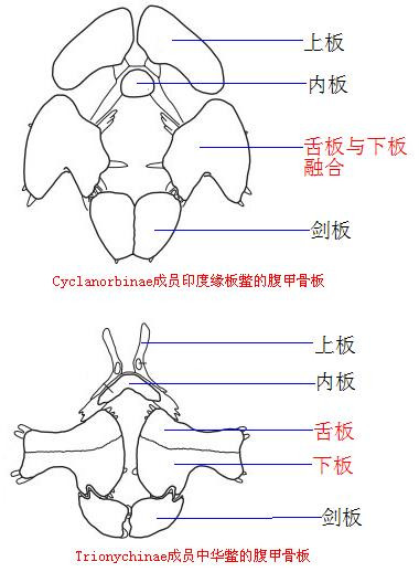 科普龟类知识视频展示,所有龟鳖类动物