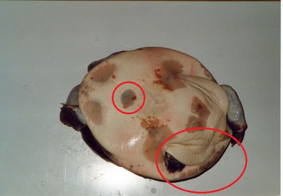 科普龟类知识视频展示,所有龟鳖类动物