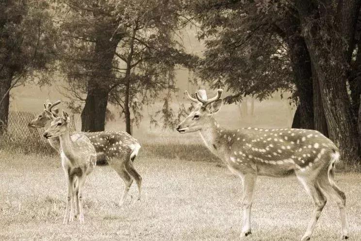 朋友圈代购真实案例,揭露各种海外代购真相