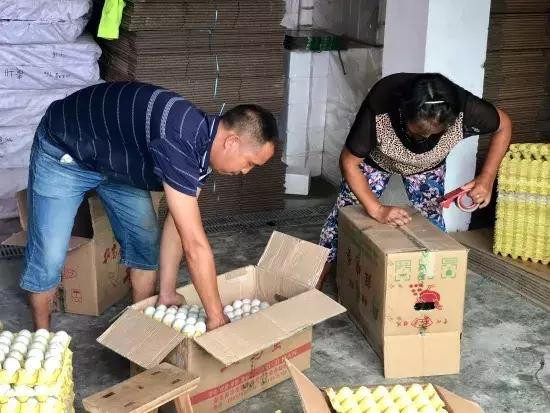 贵州鸭业,贵州鸭农业