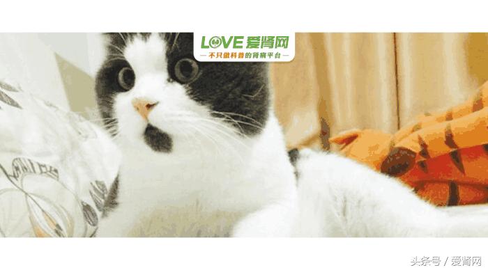 植物伟哥伤肾吗,最新的伟哥是什么药物