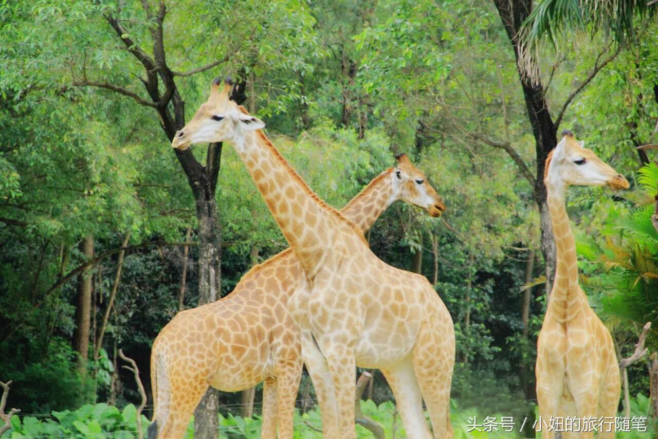 全国唯一可以看考拉的动物园,考拉野生动物园