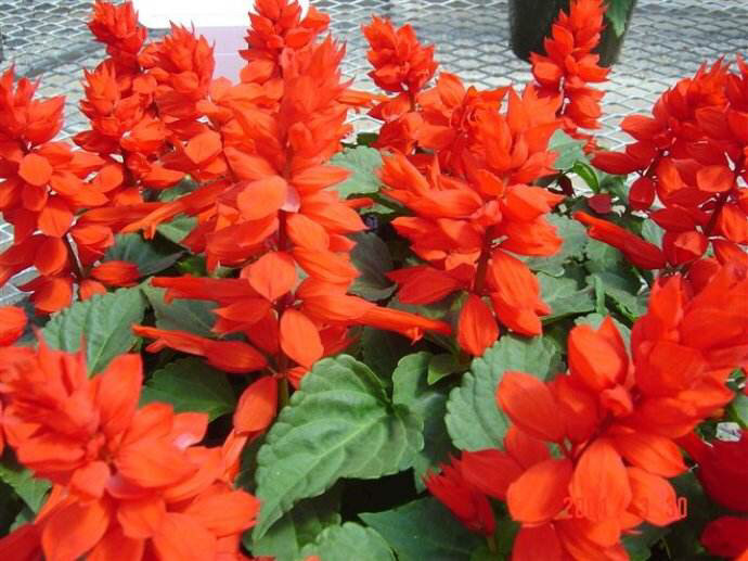 可以吸甜水的花是什么花,可以吸甜水的花