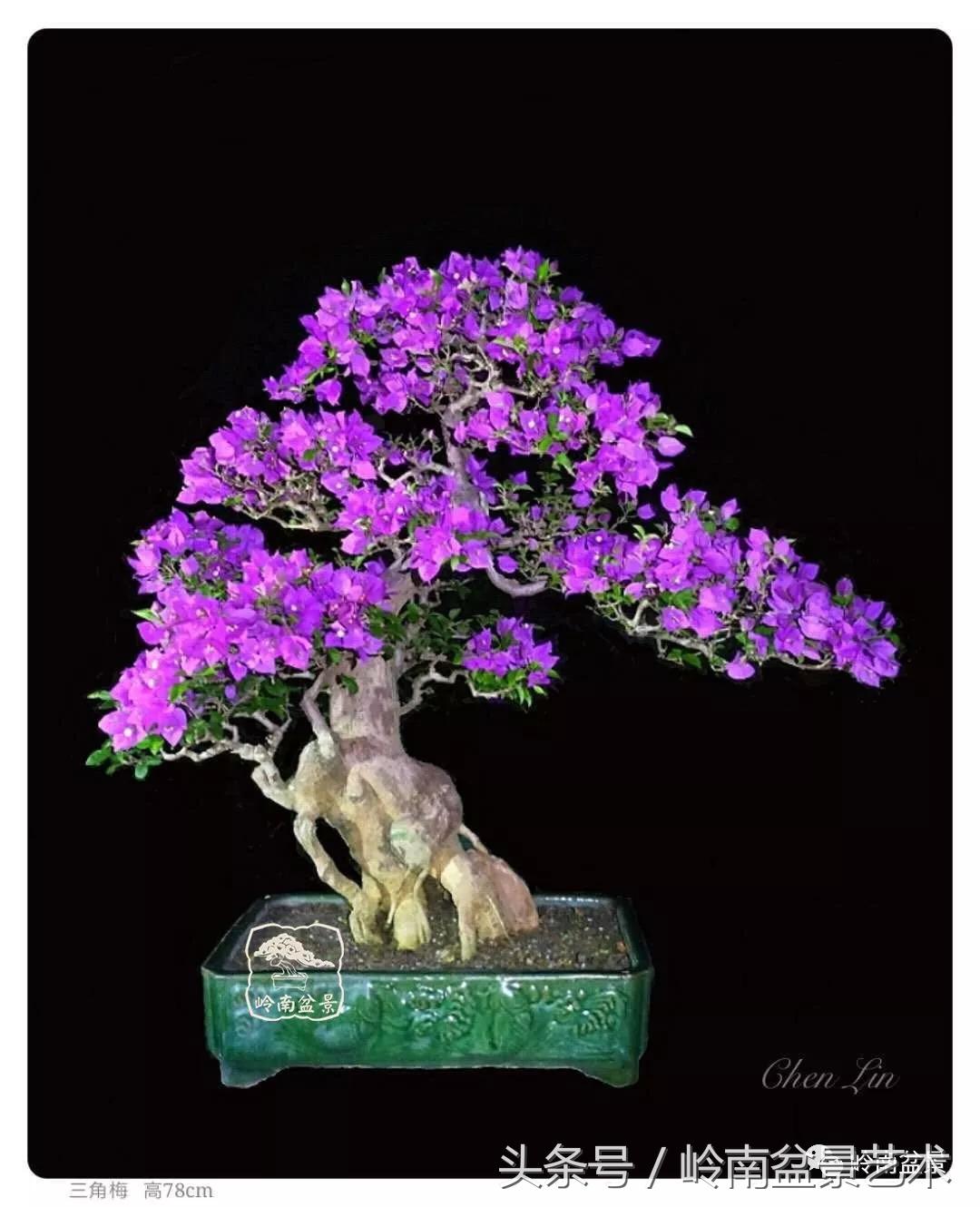 精品掌中宝三角梅盆景,顶级国宝级三角梅盆景