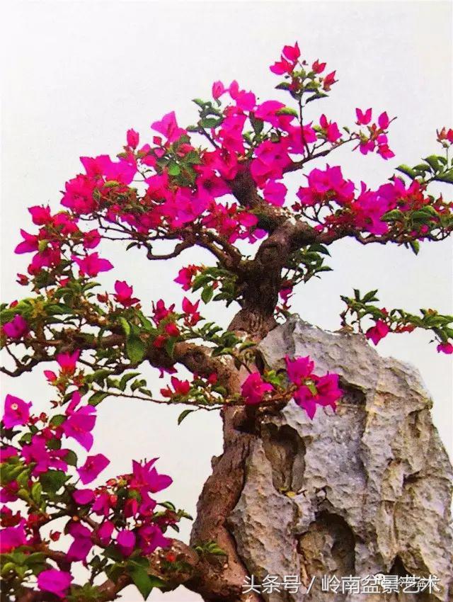 精品掌中宝三角梅盆景,顶级国宝级三角梅盆景