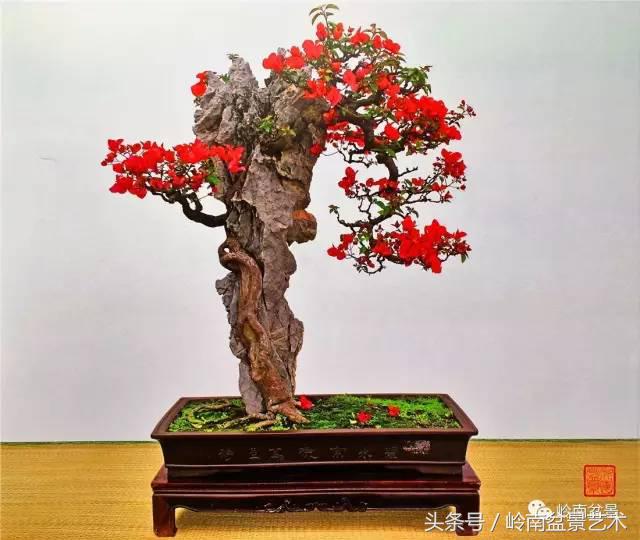 精品掌中宝三角梅盆景,顶级国宝级三角梅盆景