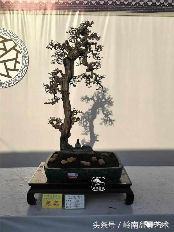 精品掌中宝三角梅盆景,顶级国宝级三角梅盆景