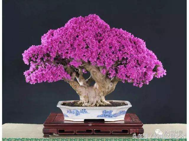 精品掌中宝三角梅盆景,顶级国宝级三角梅盆景