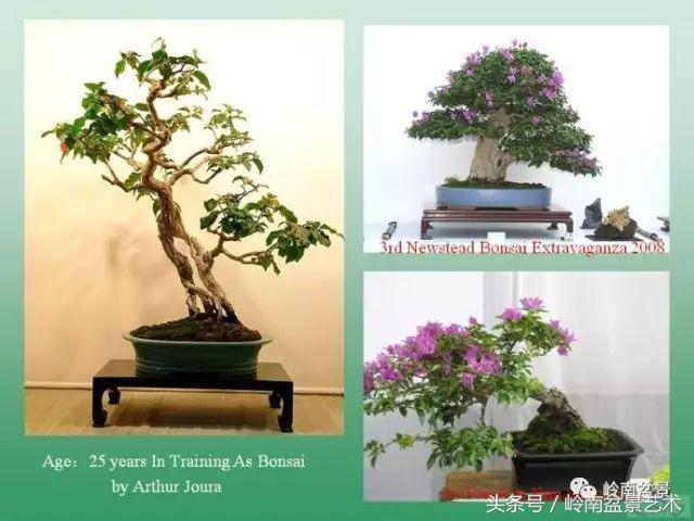 精品掌中宝三角梅盆景,顶级国宝级三角梅盆景