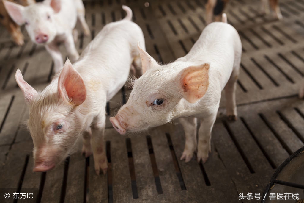 猪断尾有什么好处,给猪断尾巴的好处