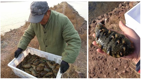 太热情，应邀来给大家介绍下家乡大连长海野生海参和当地生活！