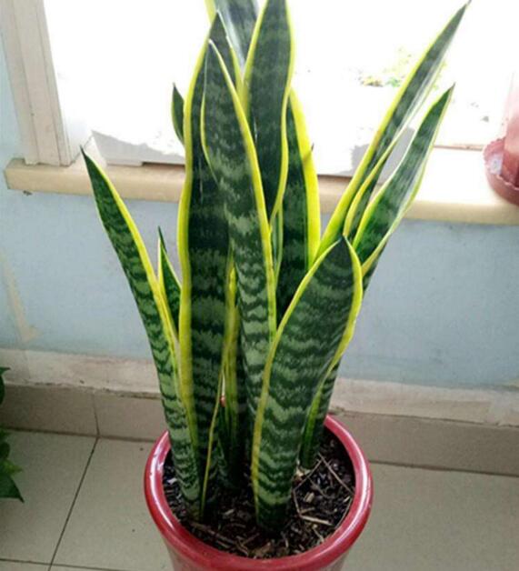 虎皮兰剪掉头还能活吗,虎皮兰为什么会拦腰折断