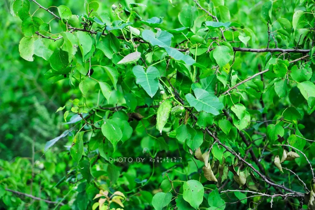 山楂树下农家,辉县山楂树下农家
