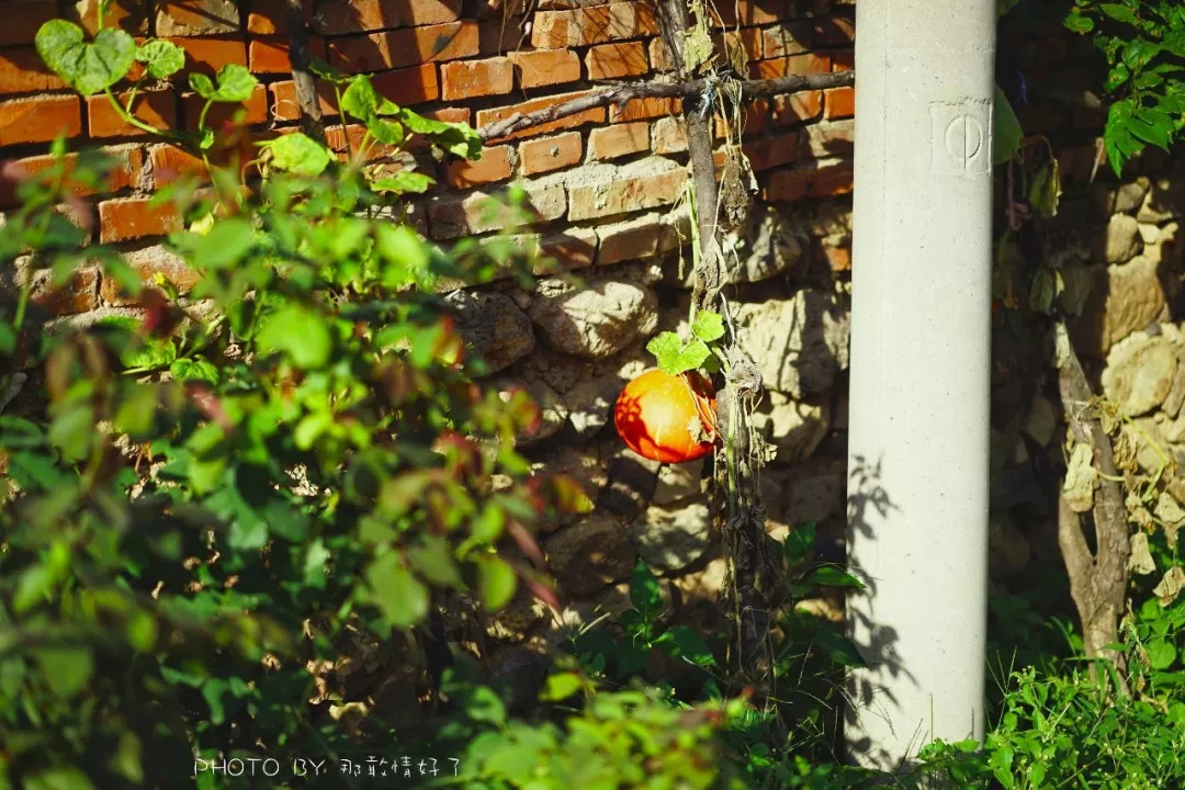 山楂树下农家,辉县山楂树下农家