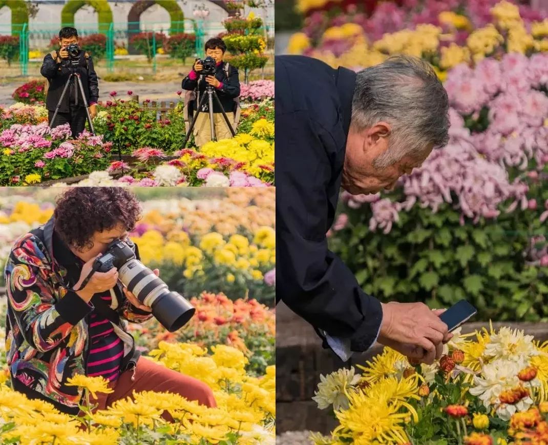 所有人，200株菊花苗，送你养！金菊报秋时，等你来参赛！