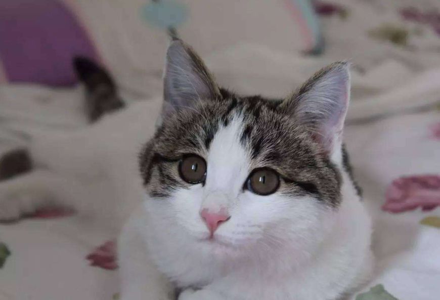 怎么挑选好看的田园猫,怎么挑选中华田园猫