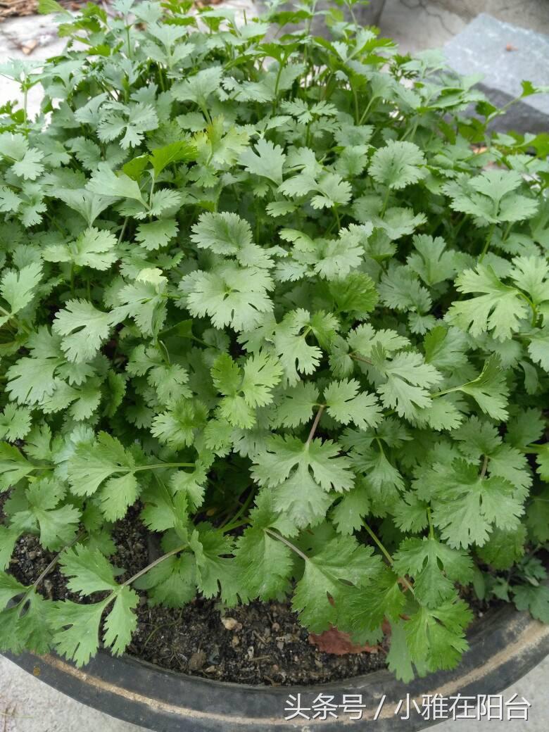 香菜很难出芽最快催芽方法,香菜种植发芽快方法