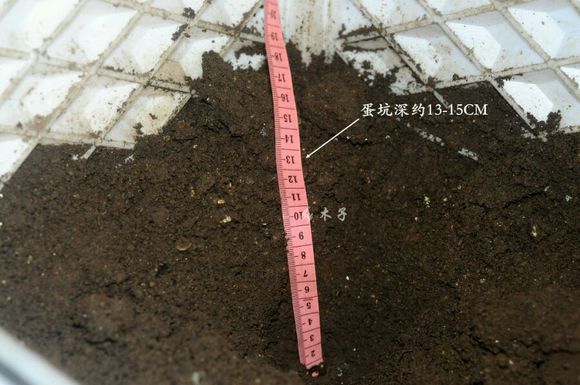 草龟繁殖经验分享孵蛋40天破壳,草龟孵化及幼龟养殖