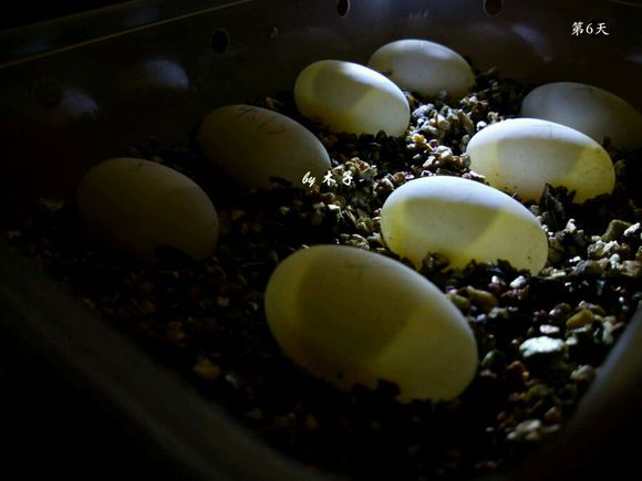 草龟繁殖经验分享孵蛋40天破壳,草龟孵化及幼龟养殖