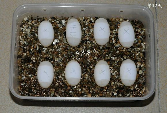 草龟繁殖经验分享孵蛋40天破壳,草龟孵化及幼龟养殖