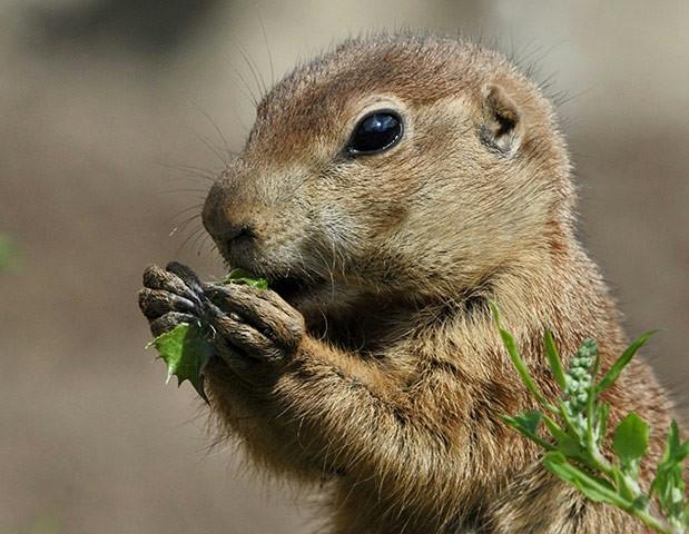 养土拨鼠让它自己打洞可以吧,自家院子里被土拨鼠打洞怎么办