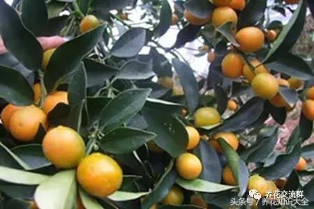 家中养什么花聚财旺家保平安,聚财旺家保平安