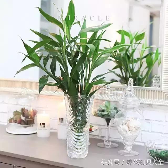 家中养什么花聚财旺家保平安,聚财旺家保平安