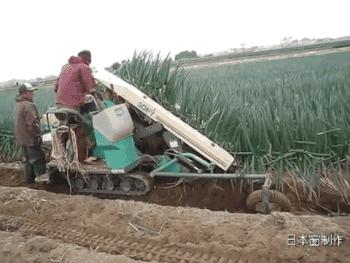 日本农民怎么种地,老农种地真容易