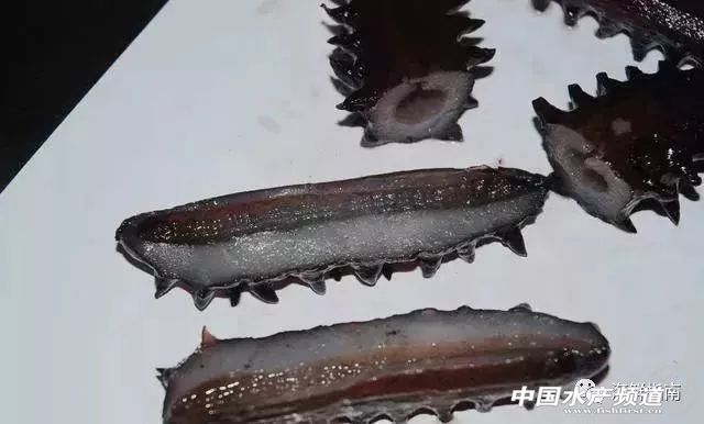 海参价格大跌原因,海参价格大跌吗