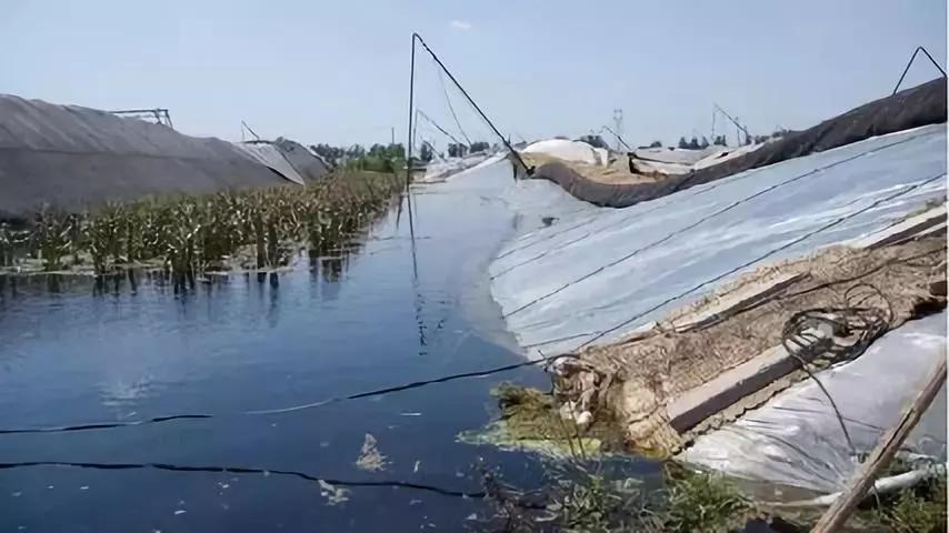 蔬菜被水泡过怎么补救,农作物受淹后补救方法