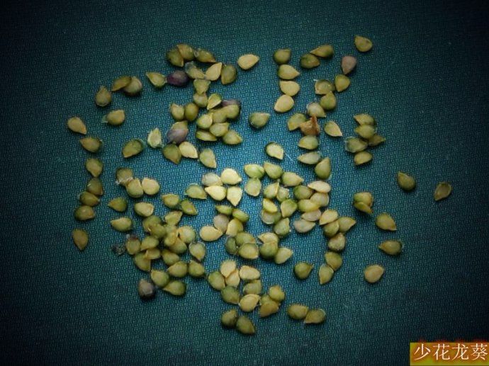 山里可以吃的小果子,一种野生甜甜的成串的小果子