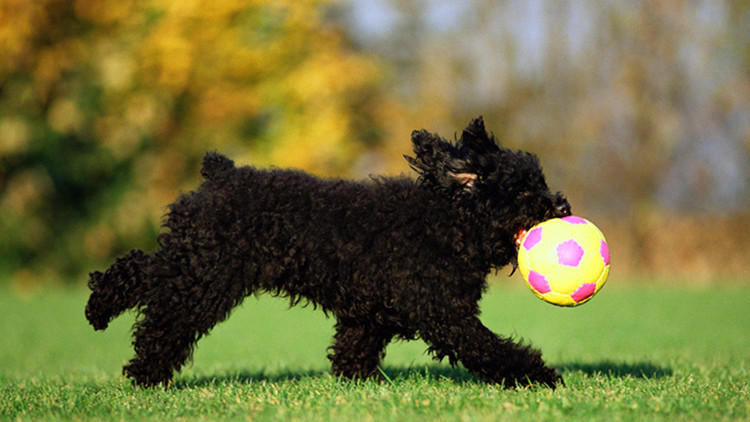 在狗狗眼里世界是什么颜色的,在狗狗眼里泰迪是什么