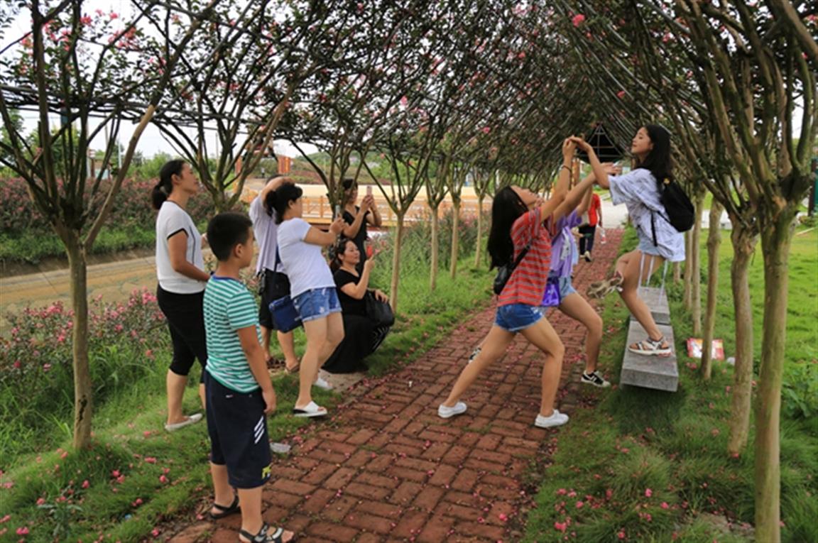 零陵百里花果生态风光带：紫薇花开迎客来