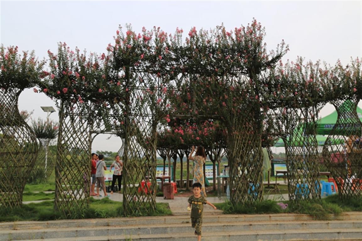 零陵百里花果生态风光带：紫薇花开迎客来