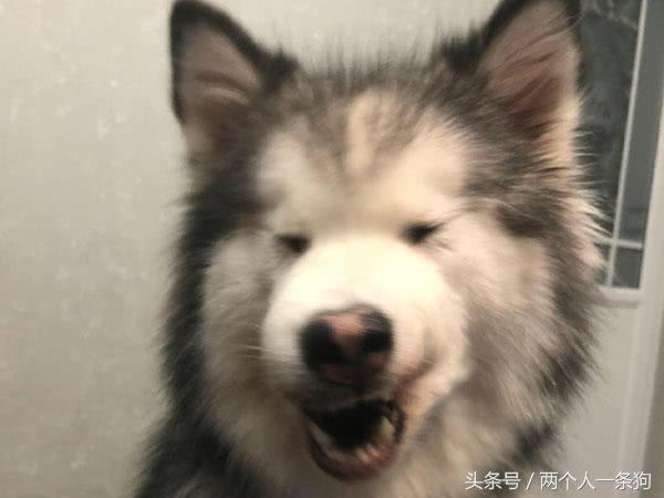 阿拉斯加掉毛严重正常吗,阿拉斯加掉毛是正常的吗