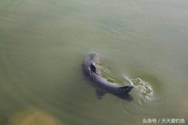 野钓小鱼闹窝最佳配方,野钓小鱼闹窝的三个妙招