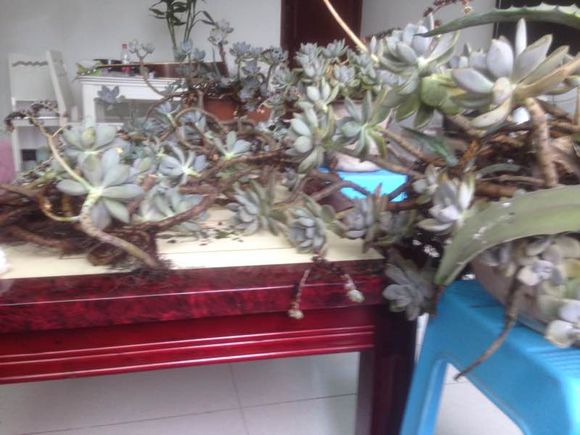 花了330元买了个10年老桩，带回家种了3箩筐，太爽了！