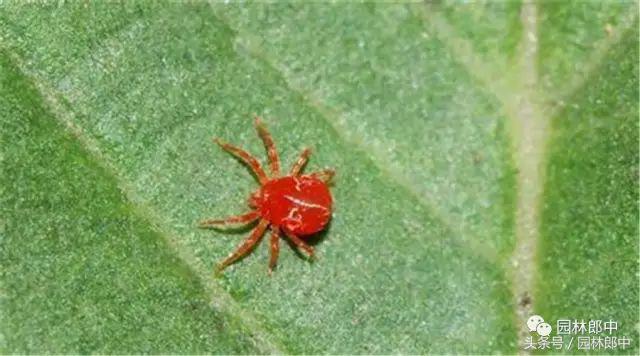 甘肃省城市园林绿地养护管理标准,二月份园林养护技术要点