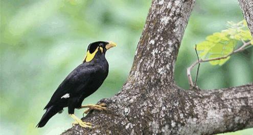 小鹩哥雏鸟几月份开始教它说话,教小鹩哥说话什么时间段最好
