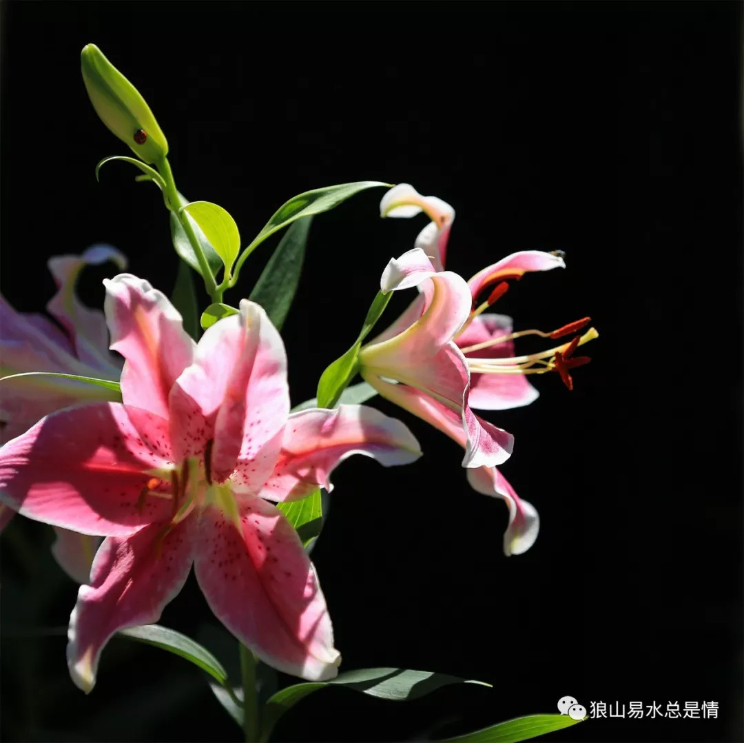 狼牙山深秋百花园,狼牙山百花园樱花图片