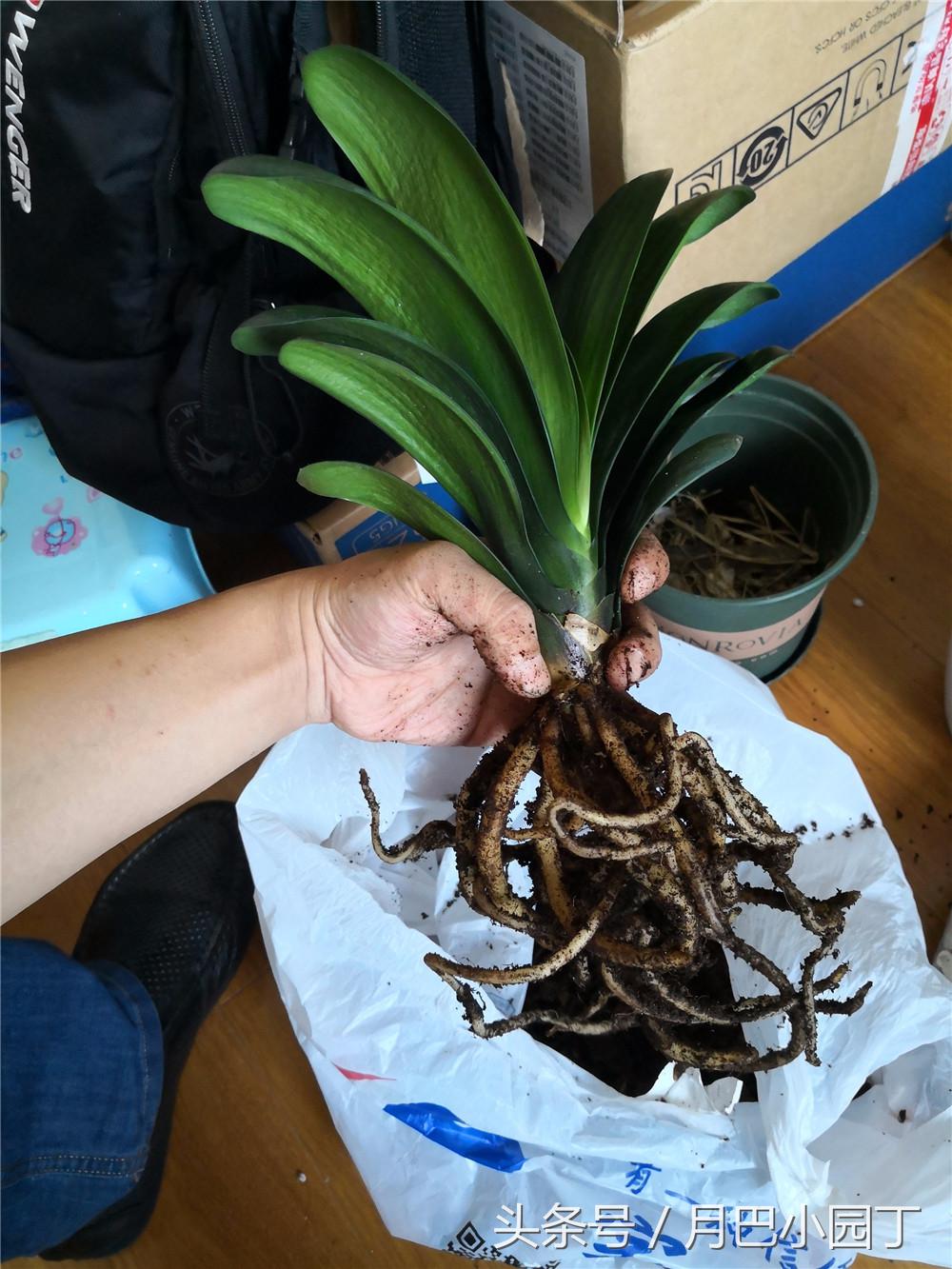 君子兰换盆用什么办法成活快点,这个季节要怎么给君子兰换盆