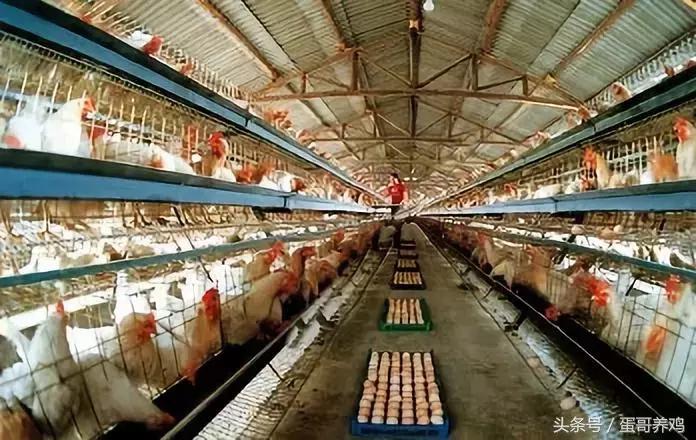 16天左右的肉鸡大量死亡怎么了,毛鸡16天死亡300只正常吗