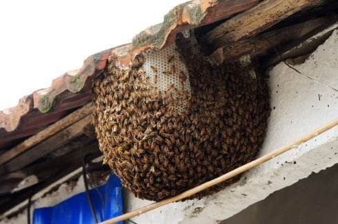 蜜蜂有什么特殊的象征,蜜蜂在房顶搭窝预示着什么