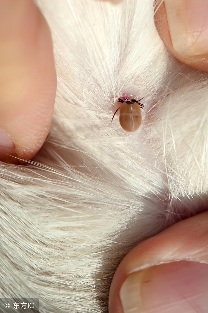 家庭养螨虫最好的方法,家中放一物可以杀灭所有螨虫