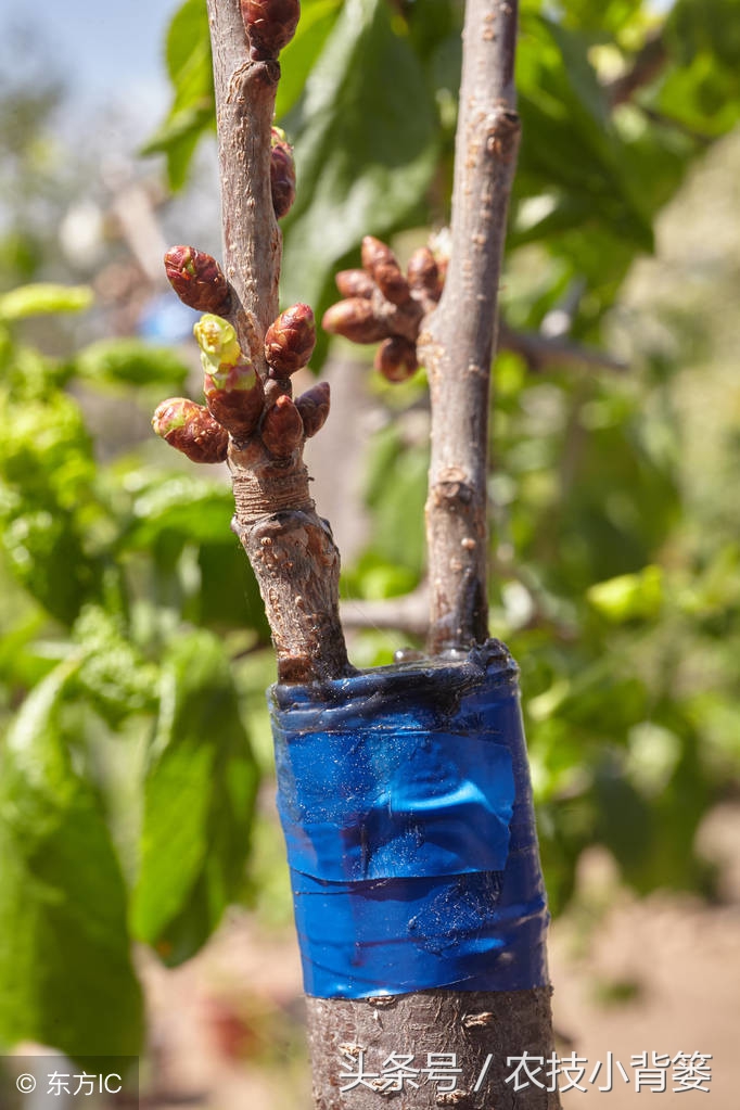 提高果树嫁接成活率的六个方法,你用对了几个?