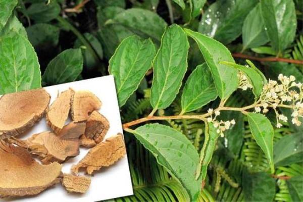 德国科学家研究减肥,德国科学家最新研究辉瑞疫苗